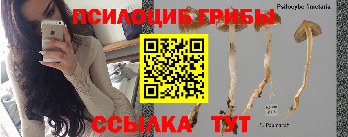 Галлюциногенные грибы Magic Shrooms Вологда